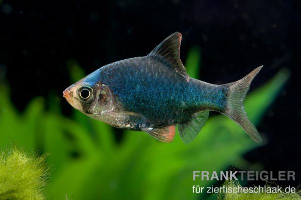 Moosbarbe - Barbus tetrazona